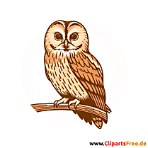 Waldkauz Clipart - Bilder zum Thema Vögel