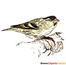 Zeisig, Erlenzeisig, Carduelis spinus Bild, Zeichnung, Clipart für Unterricht