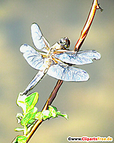 Wasserjungfer Illustration, Zeichnung, Bild für Unterricht in der Schule