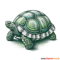 Grüne Schildkröte Clipart