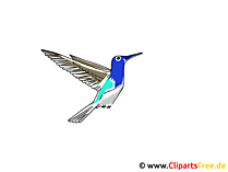 Kolibri Clipart