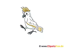 Papagei Clipart